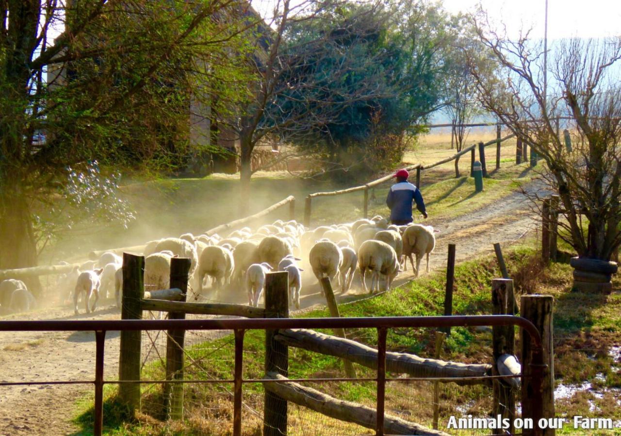 Ardmore Guest Farm Champagne Valley Extérieur photo